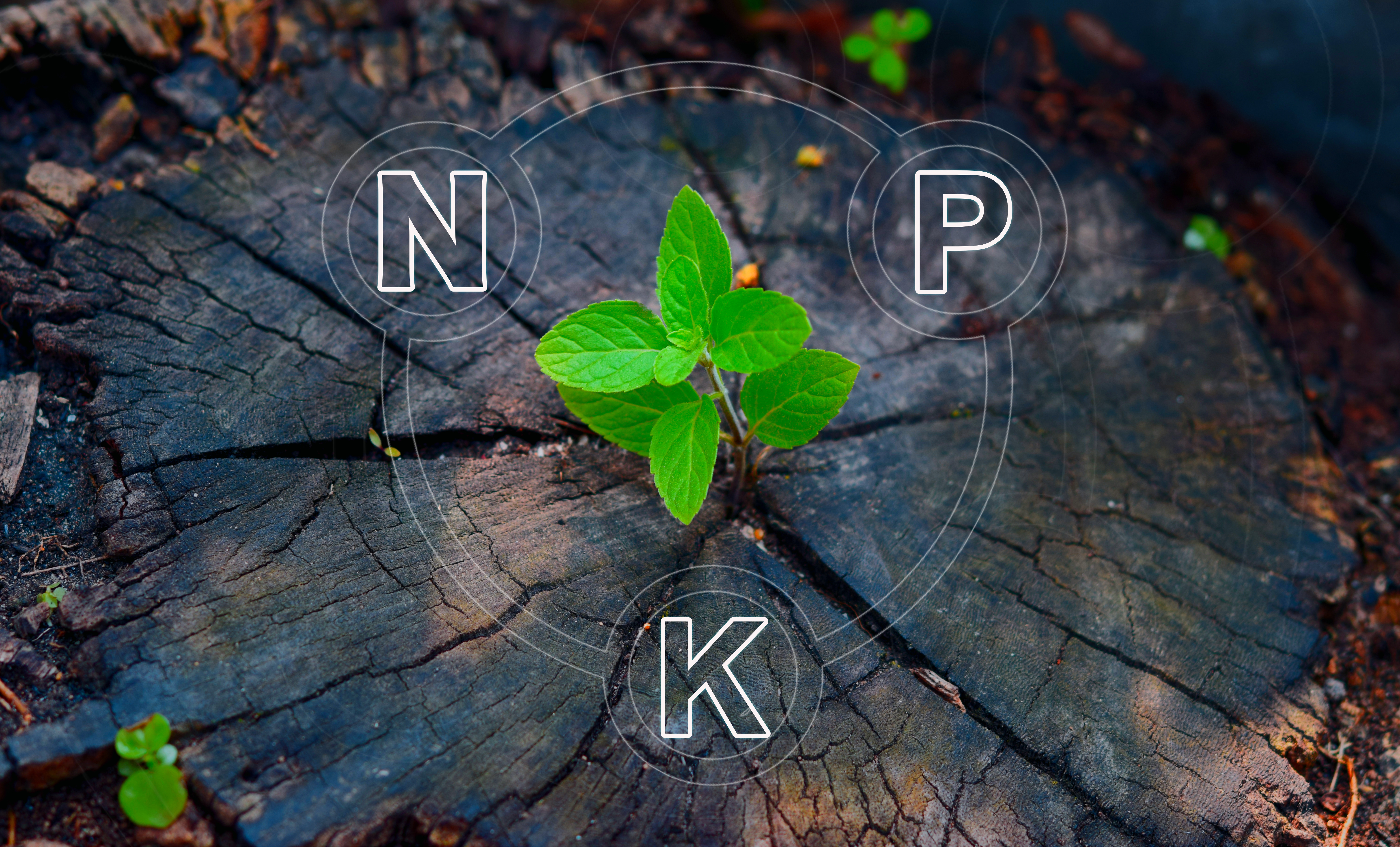 Pflanze mit NPK-Symbolen – Semfill verbessert die Nährstoffaufnahme und Pflanzenentwicklung